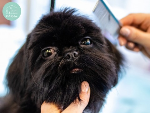 Pet Relax รับฝาก ตัดขน สุนัข และแมว